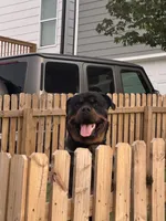 Bruno, a male Rottweiler for sale in Arcola, IL – Photo 6 of 8