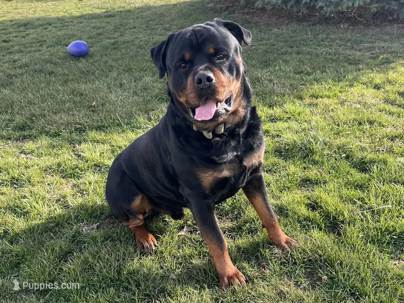 Bruno – Rottweiler puppy for sale in Arcola, IL