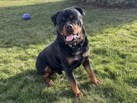 Bruno, a male Rottweiler for sale in Arcola, IL – Photo 1 of 8