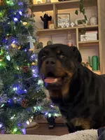 Bruno, a male Rottweiler for sale in Arcola, IL – Photo 8 of 8