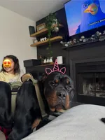 Bruno, a male Rottweiler for sale in Arcola, IL – Photo 4 of 8