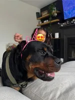 Bruno, a male Rottweiler for sale in Arcola, IL – Photo 5 of 8