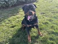 Bruno, a male Rottweiler for sale in Arcola, IL – Photo 2 of 8