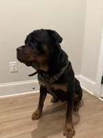 Bruno, a male Rottweiler for sale in Arcola, IL – Photo 7 of 8