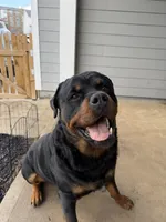 Bruno, a male Rottweiler for sale in Arcola, IL – Photo 3 of 8