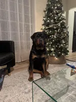 Bruno, a male Rottweiler for sale in Arcola, IL – Photo 1 of 8