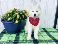 Darcy, a female Samoyed for sale in Arcola, IL – 2 of 5