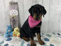 Josie, a female Rottweiler for sale in Arcola, IL – Photo 3 of 5