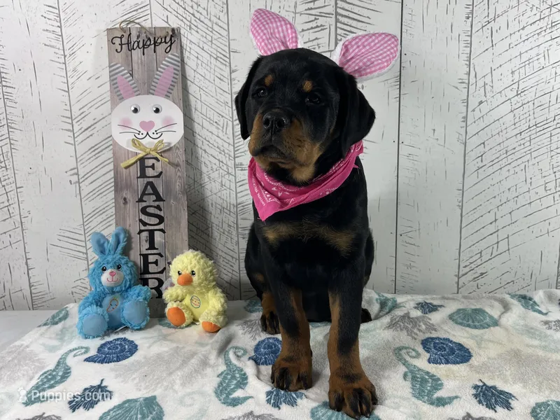 Josie, a female Rottweiler for sale in Arcola, IL – Photo 1 of 5