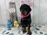 Josie, a female Rottweiler for sale in Arcola, IL – Photo 1 of 5