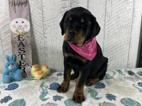 Josie, a female Rottweiler for sale in Arcola, IL – Photo 2 of 5