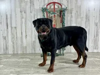 Josie, a female Rottweiler for sale in Arcola, IL – Photo 4 of 5