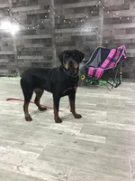 Josie, a female Rottweiler for sale in Arcola, IL – Photo 5 of 5