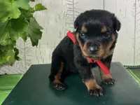 CiCi, a female Rottweiler for sale in Arcola, IL – 3 of 5