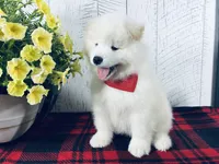 Cosmo, a male Samoyed for sale in Arcola, IL – 1 of 5
