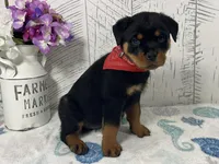 Bella, a female Rottweiler for sale in Arcola, IL – Photo 2 of 5