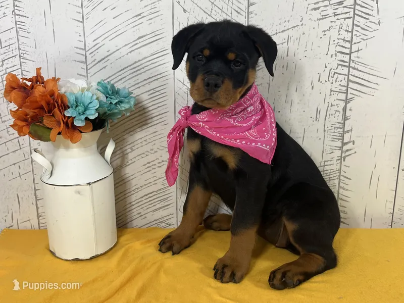 Bella – Rottweiler puppy for sale in Arcola, IL