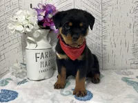 Bella, a female Rottweiler for sale in Arcola, IL – Photo 3 of 5
