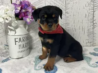 Bella, a female Rottweiler for sale in Arcola, IL – Photo 1 of 5