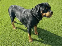Amber, a female Rottweiler for sale in Arcola, IL – 5 of 6