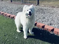 Cooper, a male Samoyed for sale in Arcola, IL – 5 of 5