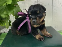 Nessie, a female Rottweiler for sale in Arcola, IL – 3 of 5