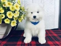 Griffin, a male Samoyed for sale in Arcola, IL – 2 of 5