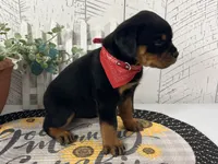 Izzy, a female Rottweiler for sale in Arcola, IL – 2 of 6