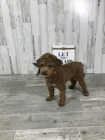 Timmy, a male Poodle - Miniature  for sale in Arcola, IL – Photo 2 of 2