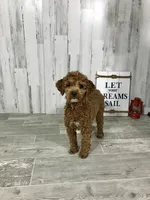 Timmy, a male Poodle - Miniature  for sale in Arcola, IL – Photo 1 of 2