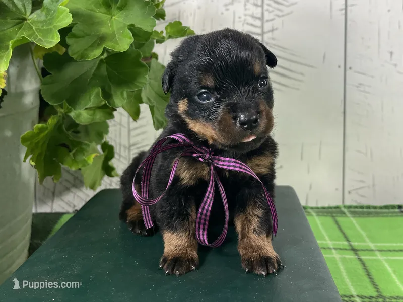 Nessie – Rottweiler puppy for sale in Arcola, IL