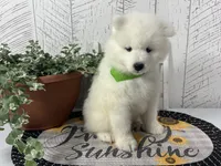 Barney, a male Samoyed for sale in Arcola, IL – 3 of 5