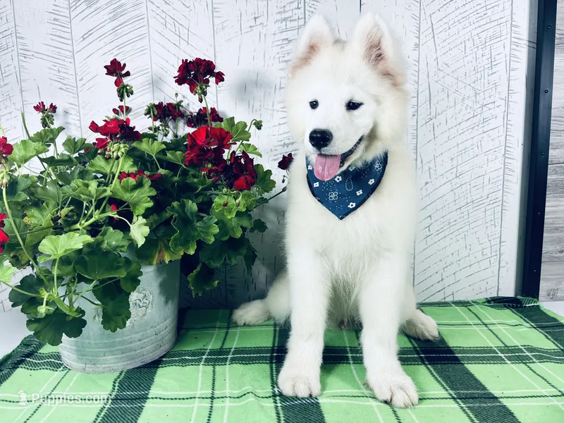 Sunny – Samoyed puppy for sale in Arcola, IL