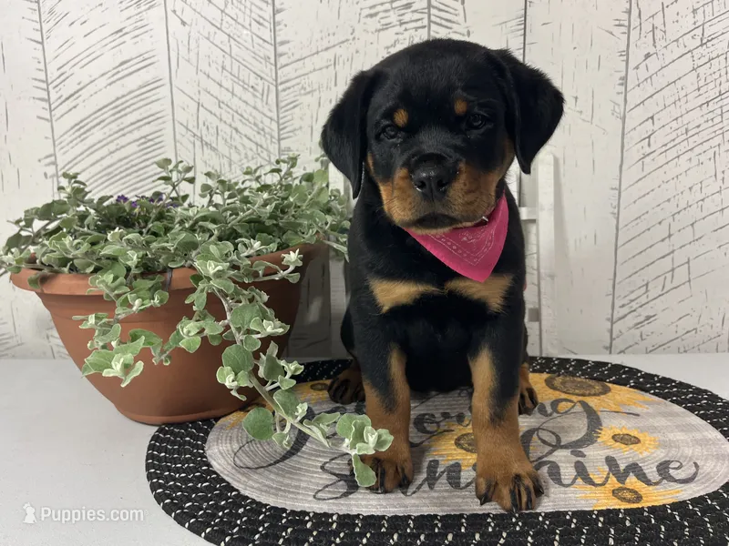 Dolly – Rottweiler puppy for sale in Arcola, IL