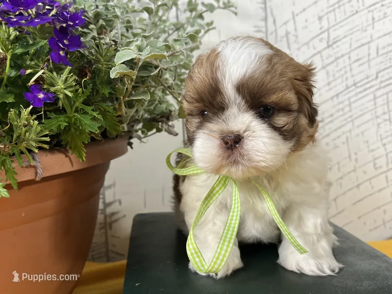 Nugget – Shih Tzu puppy for sale in Arcola, IL