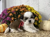 Cupcake, a female Shih Tzu for sale in Arcola, IL – Photo 3 of 5