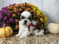 Cupcake, a female Shih Tzu for sale in Arcola, IL – Photo 1 of 5