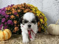 Cupcake, a female Shih Tzu for sale in Arcola, IL – Photo 2 of 5