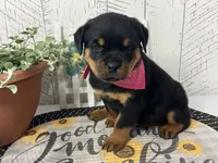 Emma, a female Rottweiler for sale in Arcola, IL – 3 of 5