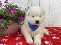 Reggie, a male Samoyed for sale in Arcola, IL – Photo 2 of 5