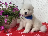 Reggie, a male Samoyed for sale in Arcola, IL – Photo 1 of 5