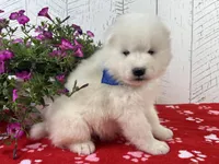 Reggie, a male Samoyed for sale in Arcola, IL – Photo 3 of 5