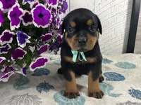 Moose, a male Rottweiler for sale in Arcola, IL – 2 of 5
