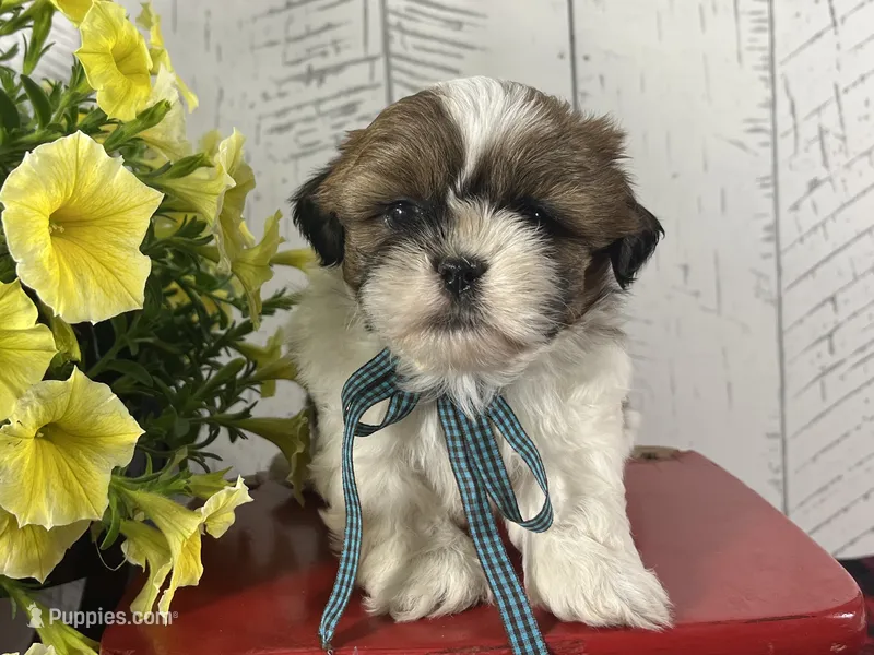Benny – Shih Tzu puppy for sale in Arcola, IL