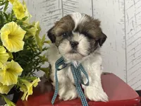 Benny, a male Shih Tzu for sale in Arcola, IL – 1 of 5