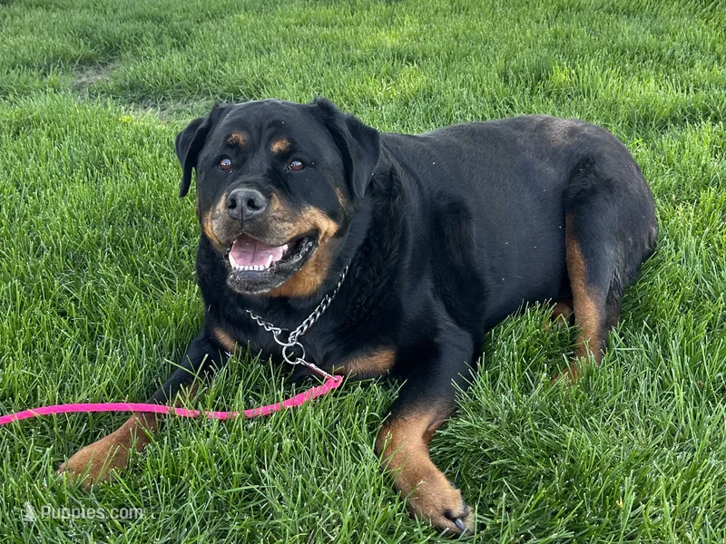 Lacey – Rottweiler puppy for sale in Arcola, IL