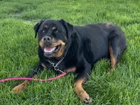 Lacey, a female Rottweiler for sale in Arcola, IL – 1 of 3