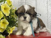 Benny, a male Shih Tzu for sale in Arcola, IL – 2 of 5