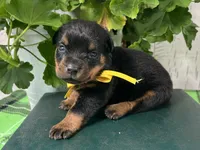Molly, a female Rottweiler for sale in Arcola, IL – 3 of 5