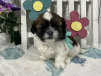 Pebbles, a male Shih Tzu for sale in Arcola, IL – Photo 2 of 5
